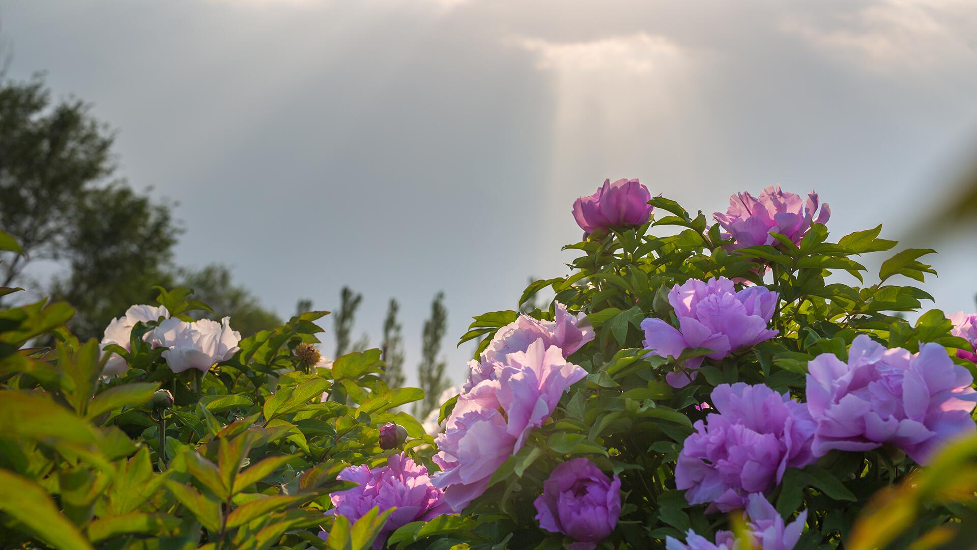 kl_peony_active-ingredient_field_plant_2019 -1-
